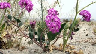 When The River Meets The Sea - John Denver.avi (In Memory of Paula Spence)