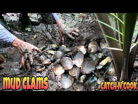 Forage Mud Clam Shell in the Middle of the Mangrove| Forage and Cook|