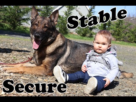 Kraftwerk K9 German Shepherds - Veteran Level Obedience