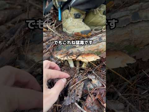 死の杯 テングタケ属 ファロイデス種 致命的なキノコ 有毒な中毒キノコ フランス