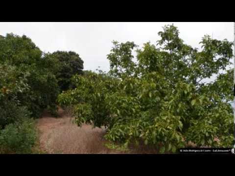 Los Nateros - Documental