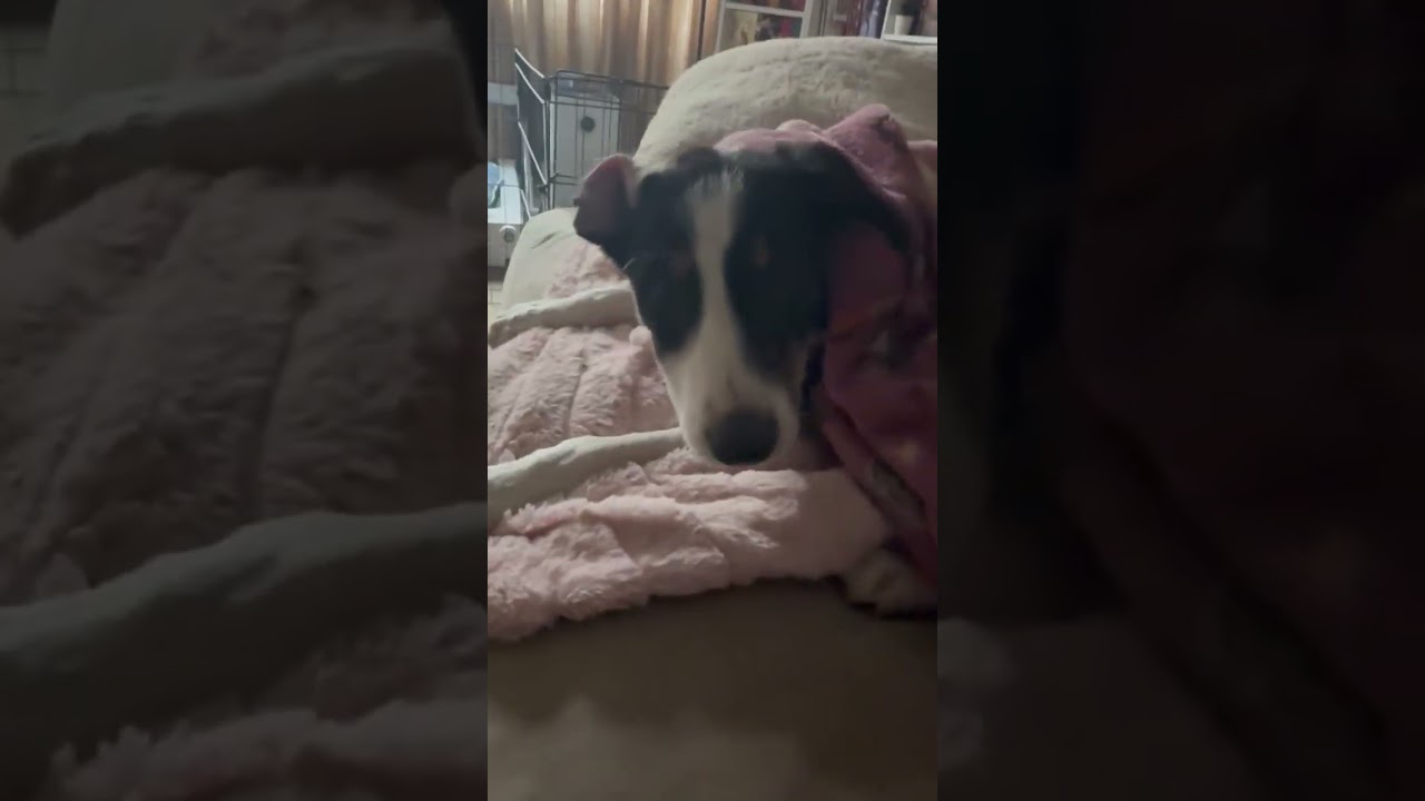 Enlarge Spark, a Adoptable mixed breed in Minneapolis, MN video 6/6