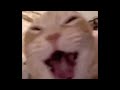Cat Laughing Meme Template Memes