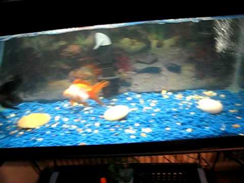 goldfish in a 5 gallon tank