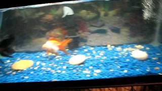preview picture of video '20 Gallon Long Fancy Goldfish Tank'