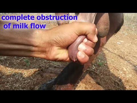 , title : 'how vet treated cattle affected with teat stenosis {obstruction of milk flow } | teat constipation |'