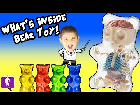 Science Lab 4D: What's in a Toy BEAR? Science Surprise with HobbyKidsTV