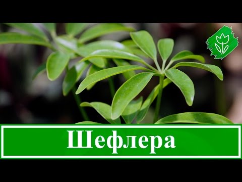 Цветок шефлера – уход в домашних условиях