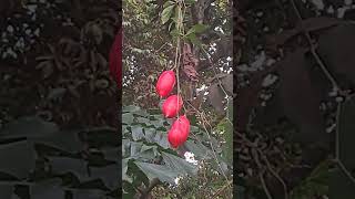 Download lagu RARE FRUIT mp3 Download lagu RARE FRUIT mp3