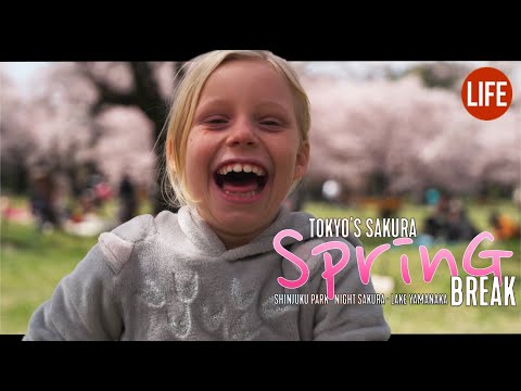 東京的櫻花春假|日本的生活 第154集 (Tokyo's Sakura Spring Break | Life in Japan Episode 154)