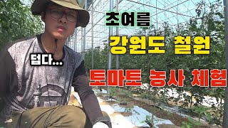 #20. 강원도 철원 토마토 농가에 찾아가다.