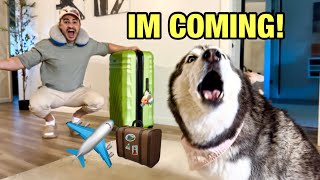My Husky FREAKS OUT When She Sees Me Going on Vacation! (TEMPER TANTRUM)