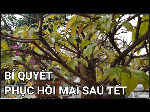 🔴 QBS23368 - BÍ QUYẾT PHỤC HỒI CÂY MAI SAU TẾT | CHĂM SÓC CÂY MAI SAU KHI CHƠI HOA ĐỂ CÂY BẬT MẦM