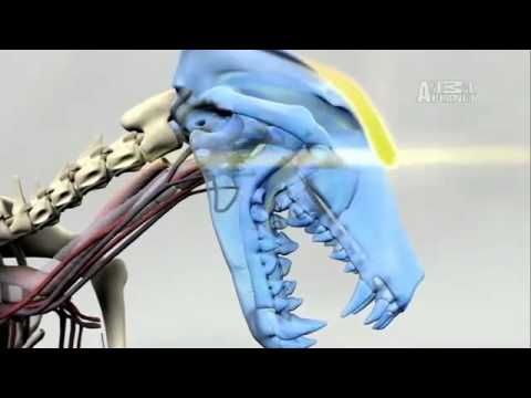 Pet4you.gr: Dogs Bull Terrier - Μπουλ Τερριέ