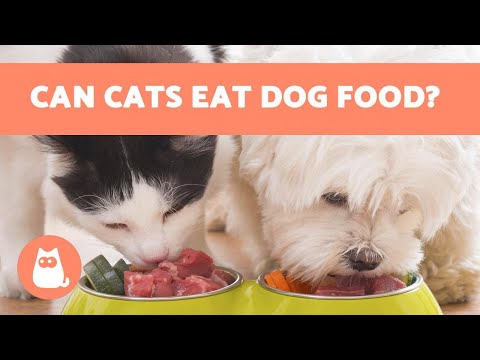 Can Cats EAT DOG FOOD? - YouTube