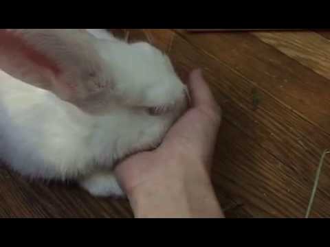 Cute Bunny Likes to Bury His Head In My Hand