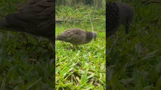 Download lagu Pikat suara nya sangat unik bos ku #burung #hobby #pemikat mp3 Download lagu Pikat suara nya sangat unik bos ku #burung #hobby #pemikat mp3