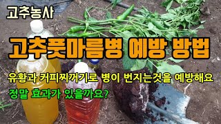 고추농사 고추풋마름병(청고병) 예방방법으로 유황과 커피찌꺼기를 고추밭에 뿌려주어 토양병 발생 줄이기 유황 희…