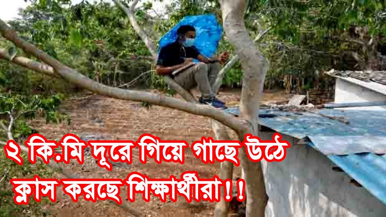 ২ কি.মি দূরে গিয়ে গাছে উঠে ক্লাস করছে শিক্ষার্থীরা !