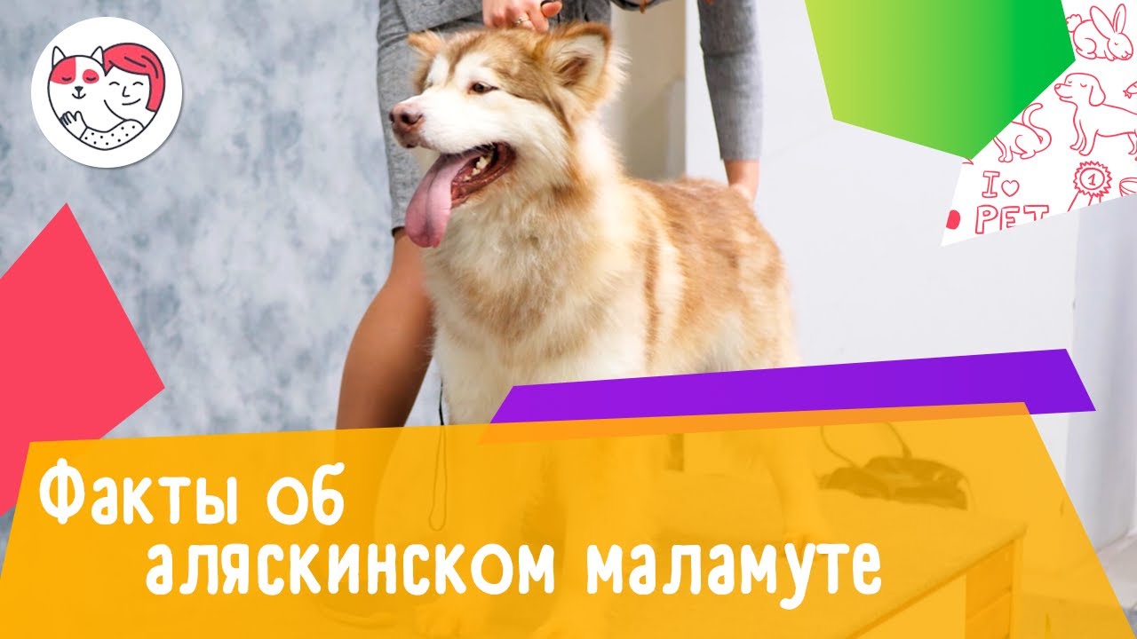6 интересных фактов об аляскинском маламуте