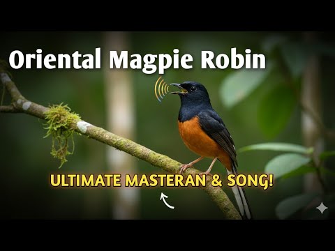 Beautiful White-rumped Shama Singing & Chirping | Murai Batu Bird Song