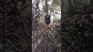 Download lagu Penghuni alam liar hutan Kalimantan mp3 Download lagu Penghuni alam liar hutan Kalimantan mp3