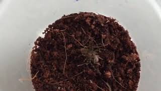 Ctenus sp. Red Fang wandering spiderling catching a pinhead cricket