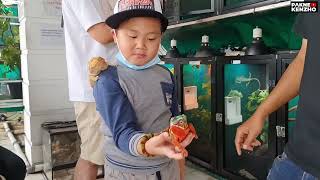 #327 Toko terlengkap dijakarta,Aquarium laut,Aquascape,Aviary,Reptil part 2