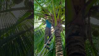 H&aacute;i dừa tại Amiana Resort Nha Trang #shorts #coconut #nhatrang #nature