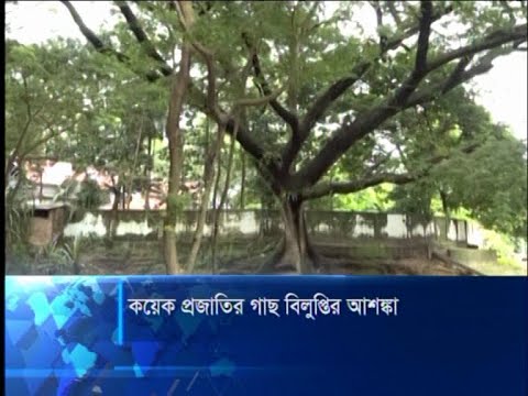 কয়েক প্রজাতির গাছ বিলুপ্তির আশঙ্কা