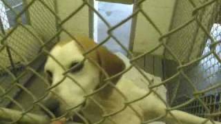 preview picture of video 'ISLE OF WIGHT,VA ANIMAL SHELTER 2-27-10.wmv'