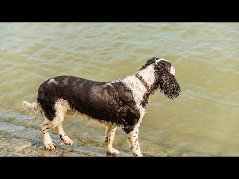 A Comprehensive Guide to Waterfowl Hunting with an English Springer Spaniel