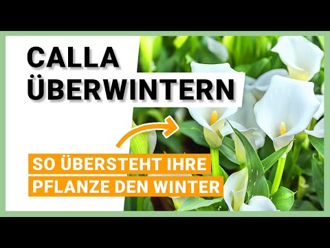 Overwintering calla lilies: How to help your plant survive the winter