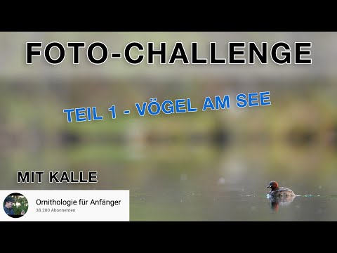 Vogelfotografie Challenge mit Kalle - Vögel am See fotografieren