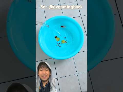 PAPAH IKAN AKU MAU DIAPAIN ⁉️OH TERNYATA 😱😨
