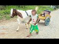 Unbelievable Cutis Goat Secretly Take All Things In House To Sell