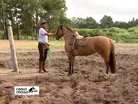 Videos :: ABCCC - Associação Brasileira de Criadores de Cavalos Crioulos