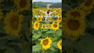 서산 하솔마을 해바라기 축제, 가기 전 필독! 🌻#여행 #여행지추천  #국내여행 #서산가볼만한곳 #해바라기