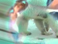 Honey Claws - Digital Animal 