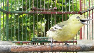 Download lagu Suara Burung sirtu jantan belajar bunyi mp3