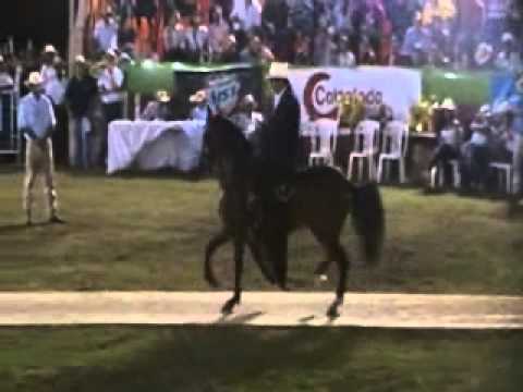 Añoranza ( Centauro del Limon x Perluzi), primer puesto trocha pura Puerto Colombia grado A 2012