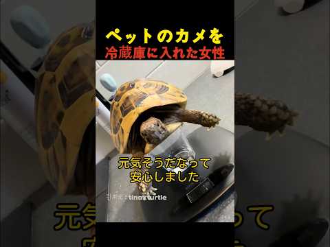 ペットのカメを冷蔵庫に入れた女性