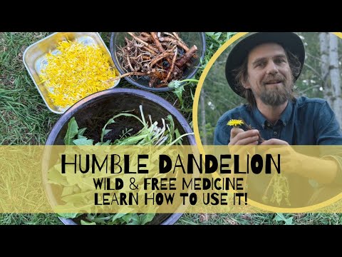The Humble Dandelion Is a  Free Wild Medicine |Learn How to Use It!