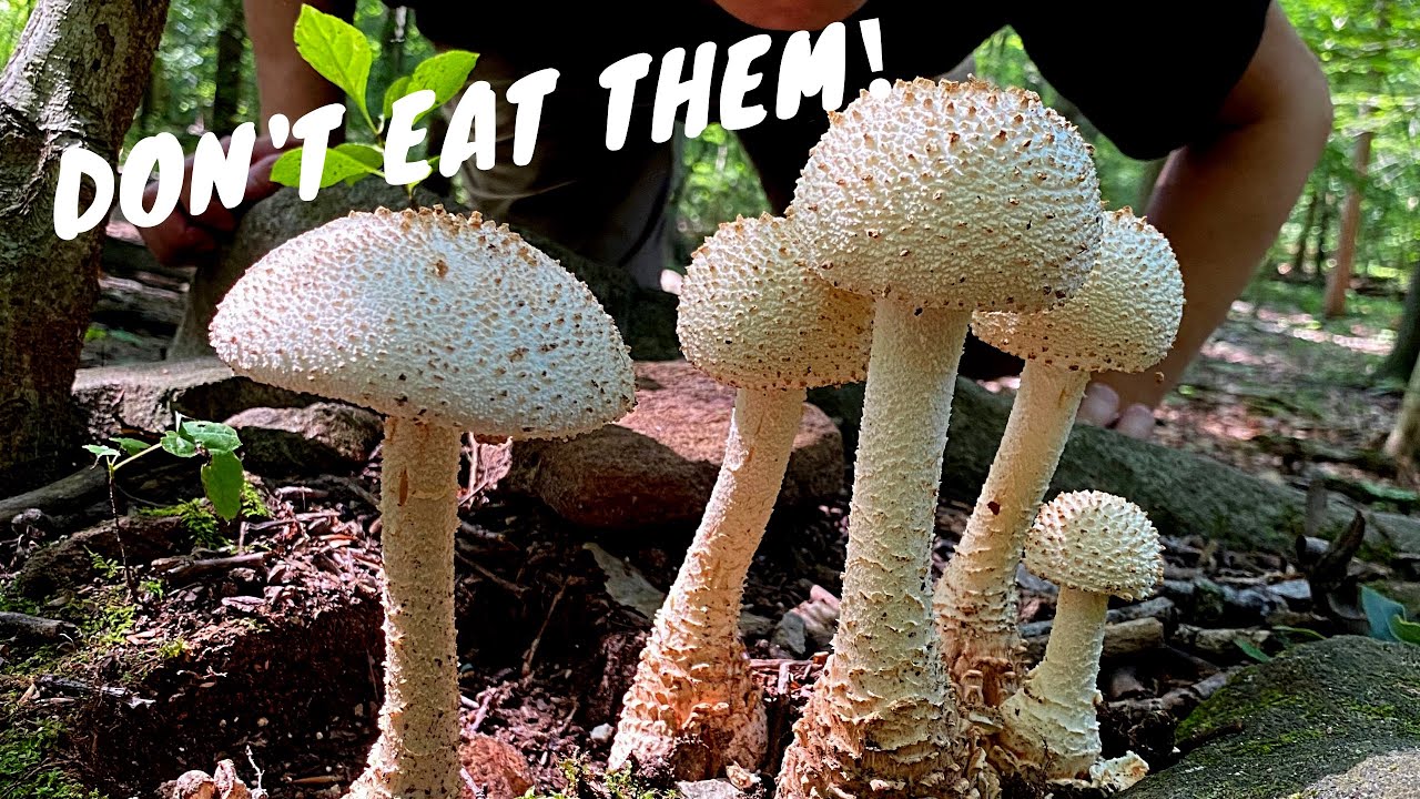7 Common Poisonous Mushrooms You Should Know