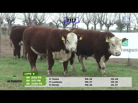 Lote 9 Completo Hereford Remate Diferente 2020