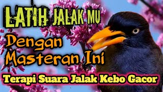 Download lagu TERAPI SUARA JALAK KEBO GACOR| Pancingan Dan Masteran Jalak Kebo Agar Cepat Gacor.Putar Suara Ini mp3