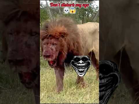 lion vs hippo _ don't disturb my ego #status #lion #scarface #animals #aura #lionfight #ego #fyp
