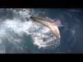 Great White Shark Arabic Trailer, The Scientific Center Kuwait IMAX