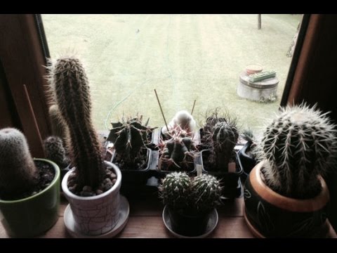 Snow Plow Show - July 22nd, 2014 - Concussions and Naked Tenants