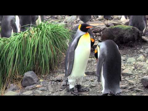 afbeelding Penguin King, The